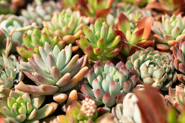 Fototapeta premium lots of succulents under sunlight