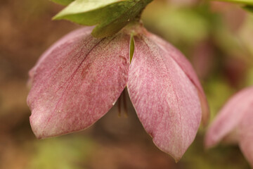close up photo of Pink hellebore (Helleborus purpurascens) in spring garden 