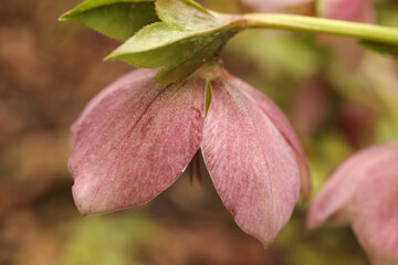 close up photo of Pink hellebore (Helleborus purpurascens).