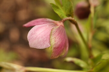 close up photo of Pink hellebore (Helleborus purpurascens).