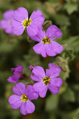 Small purple flowers of aubrieta close-up on a background of green leaves.
