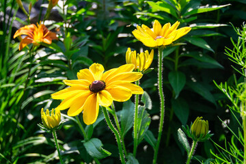 Brown Eyed Susan