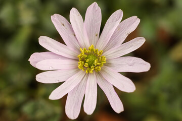 Obraz premium Anemonoides blanda, syn. Anemone blanda, the Balkan anemone, Grecian windflower, or winter windflower