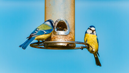 Cyanistes caeruleus, Eurasian blue tit, on a sunny summer day