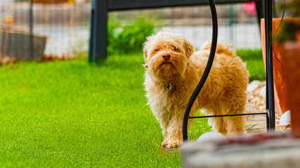 Cute Havanese dog portrait on a sunny summer day