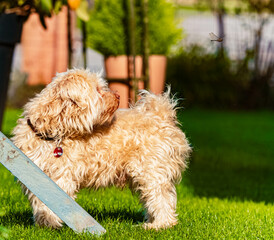 Cute Havanese dog with a dragonfly teasing him on a sunny summer day