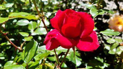 Bright hybrid tea roses with delicate pink and orange petals bloom in a sunny garden. Sunlight plays on the petals.