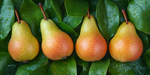 Close-up of four ripe pears nestled among dewy green leaves, showcasing a fresh and vibrant harvest, representative of natural abundance and healthy eating