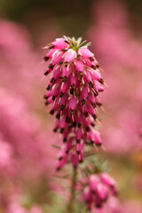 Pink heather flowers close up in the garden. Shallow depth of field.