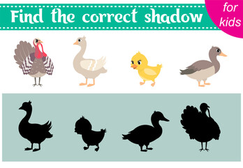 Brainteaser for kids. Farm animals. Turkey, goose, duck and duckling.  Find the correct shadow. Educational cards. Activity for preschoolers and toddlers.