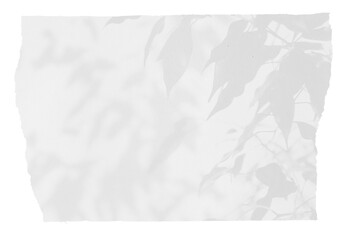 sheet of paper on a transparent background with a shadow of tree leaves