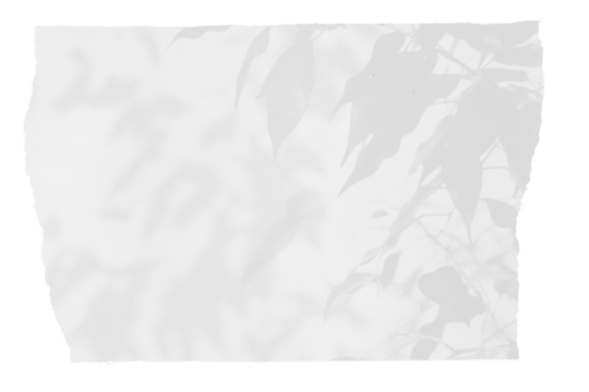 sheet of paper on a transparent background with a shadow of tree leaves