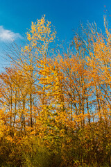 Autumn or indian summer view at Landau an der Isar, Dingolfing-Landau, Bavaria, Germany