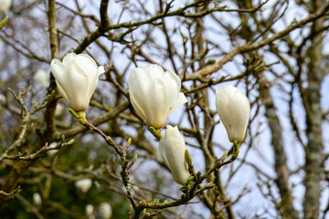close up of white goblet shaped blooms of the magnolia
