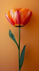 Single seed sprouts into a vibrant flower, representing personal growth and transformation in a minimalist style