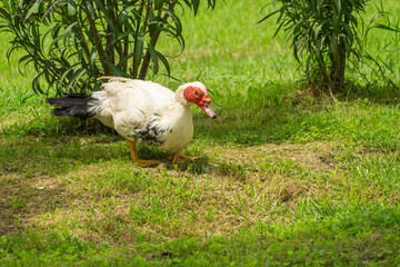 Muscovy duck with its distinctive red head and black and white plumage walks through lush green field surrounded by tall plants and grass in the Adler (Sirius) Bird Sanctuary.