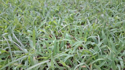 Lush Green Wild Grass Close-Up - Natural Fresh Grass with Vivid Color and Sunlight - Perfect Background, Wallpaper, and Botanical Nature Texture for Design Elements
