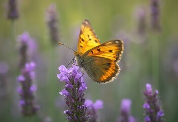 Obraz premium A Butterfly Sipping Nectar from a Purple Flower