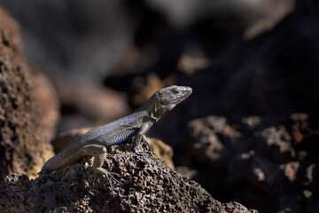 Kleine Kanareneidechse (Gallotia caesaris caesaris) Männchen sonnt sich auf Vulkangestein - Las Puntas, El Hierro