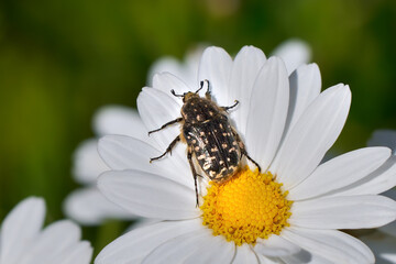 Trauer-Rosenkäfer (Oxythyrea funesta) klettert auf einer Margeritenblüte (Leucanthemum) - Santa Lucia de Tirajana, Gran Canaria, Kanarische Inseln