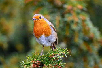 Robin red breast Erithacus rubecula percehd on the branch of a fir tree