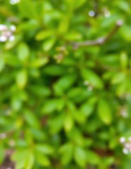 Obraz premium Blurred green nature backdrop, vibrant leaf detail, soft focus blob, natural, woodland