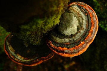 Striped mushrooms growing on a mossy tree trunk. Red-belted conk (Fomitopsis pinicola).