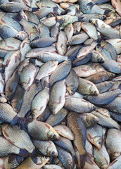 Close-up of many fresh Carassius gibelio fish at the market