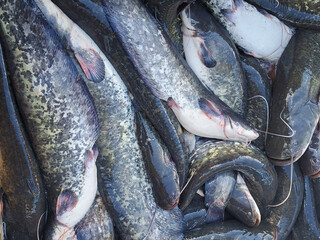 Close-up of many Silurus glanis fish at the market