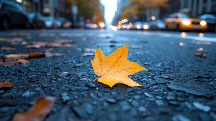 Autumn leaf on city street