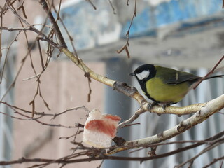 great tit parus major