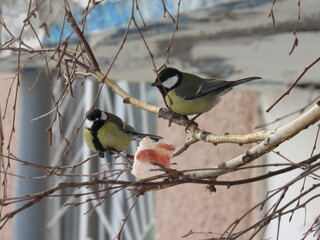 great tit parus major