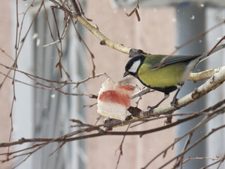 great tit parus major