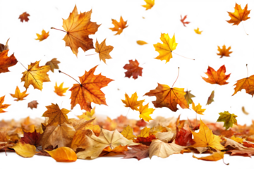  autumn leaves falling  isolated on white background PNG,AI GENERATED