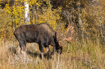 Bull Moose Rutting in Autumn in Grand Teton National Park Wyoming