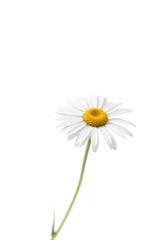 Delicate chamomile flower, isolated on pure white backdrop, herbal, ray florets