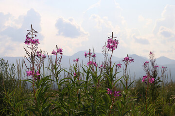 Fireweed growing on the side of the Alaska Highway with mountains in the background.