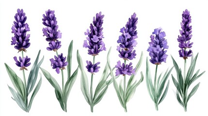 Naklejka premium Watercolor lavender floral arrangement on white background with delicate purple flowers and green leaves for spring and summer designs