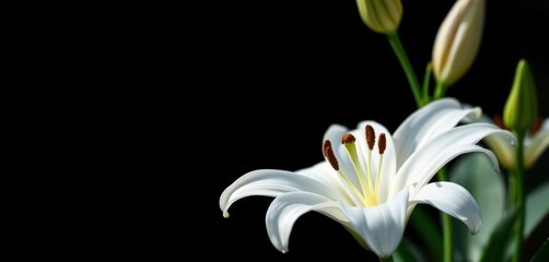 Obraz premium Pure white lily, elegant bloom, copy space available, stock photo, close-up
