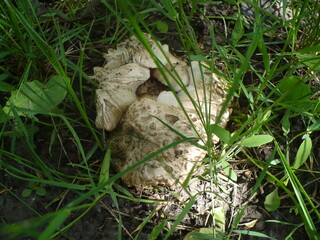 Entoloma clypeatum mushrooms in the thick grass of a spring garden