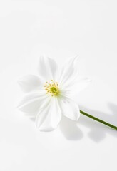 Obraz premium Single white flower on pure white background, delicate petals, soft focus, white background, simple, petal