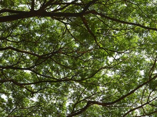 Fototapeta premium Green Canopy of Lush Tree Branches with Vibrant Leaves Creating a Natural Roof, Sunlight Filtering Through Foliage, Perfect for Nature Backgrounds