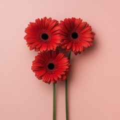 Three vibrant red gerbera daisies arranged on a pale background