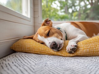 Dog sleeping peacefully on a cozy cushion by the window.