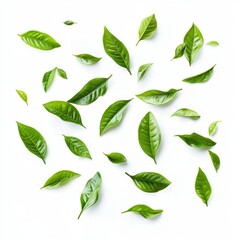 Aesthetic Arrangement of Green Leaves on Clean White Background for Nature and Botanical Design Projects