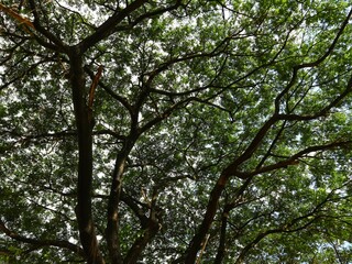 Green Canopy of Lush Tree Branches with Vibrant Leaves Creating a Natural Roof, Sunlight Filtering Through Foliage, Perfect for Nature Backgrounds