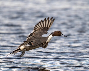 Northern Pintail (Anas acuta)