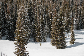 Spring Ski day in Vail Colorado, in the heart of the Rocky Mountains. 