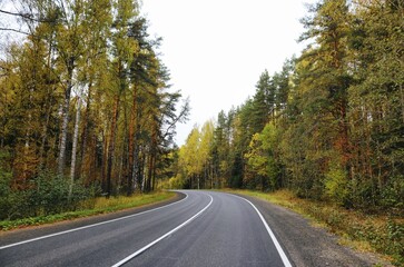 road in autumn forest