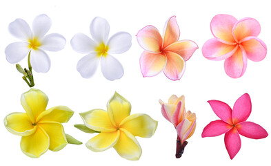 white ;pink yellow;Plumeria, frangipani flowers ;hawai flower isolated on transparent.
